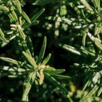 Rosemary essential oil: the benefits for hair