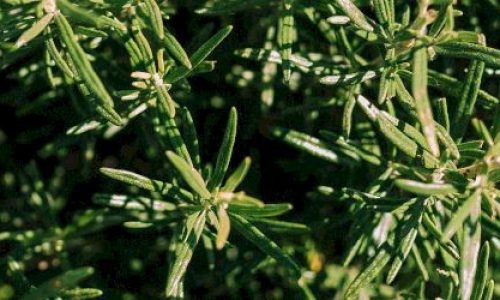 Rosemary essential oil: the benefits for hair